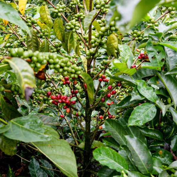 Costa Rica coffee cherries