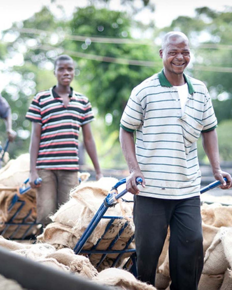 Group of people working with sacks on a farm or rural setting