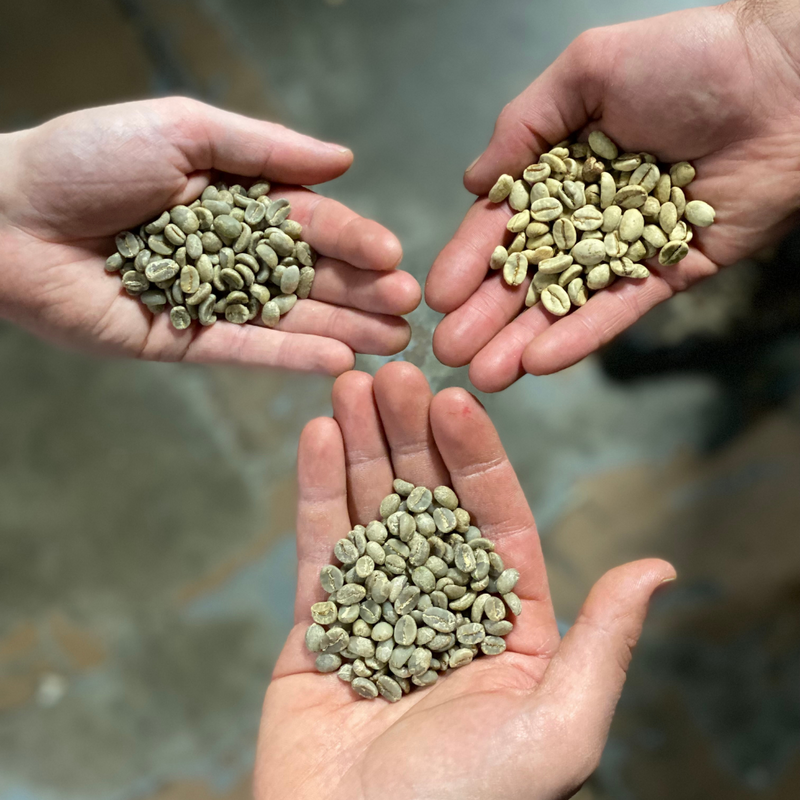 three green coffee beans that make up modern blend