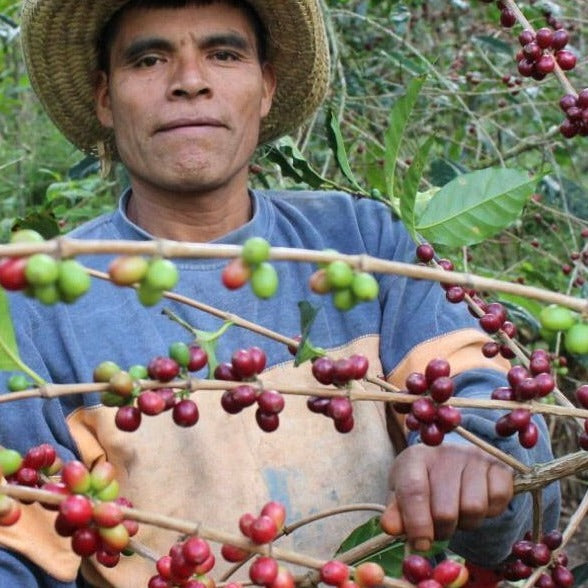 Oaxacan coffee farmer picking coffee cherries.