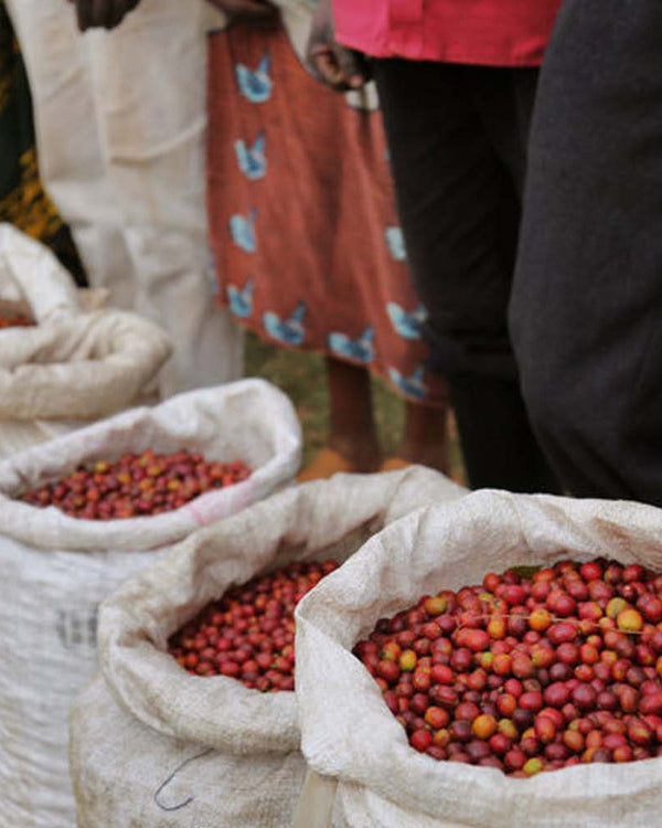 Sacks filled with red coffee beans on a grassy ground with people in the background.