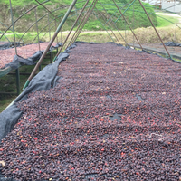 Honduran coffee farm, coffee cherries drying on a raised bed.