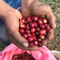 A handfull of bright red, juicy, honduran coffee cherries.