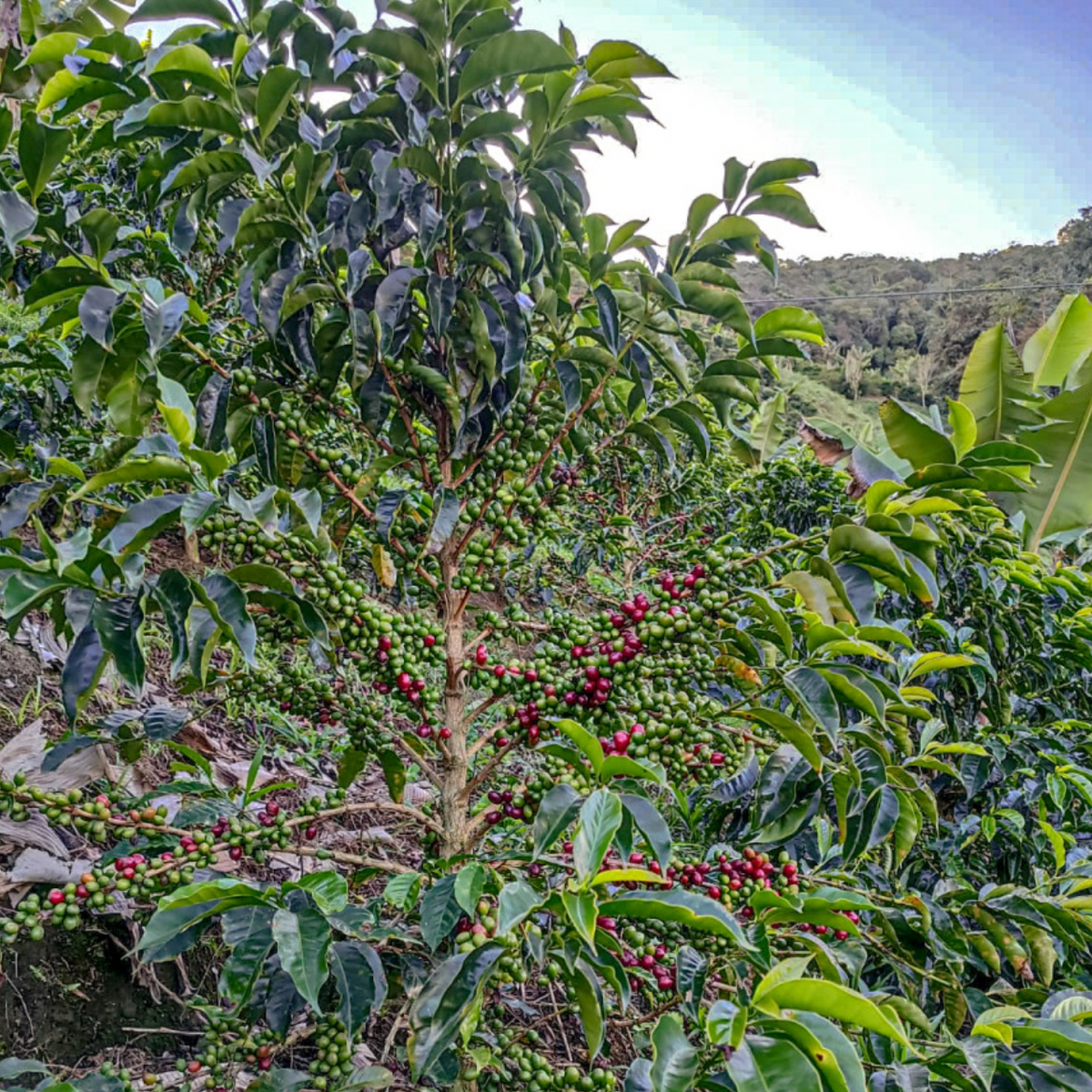 Colombian coffee plant full of ripe coffee cherries.