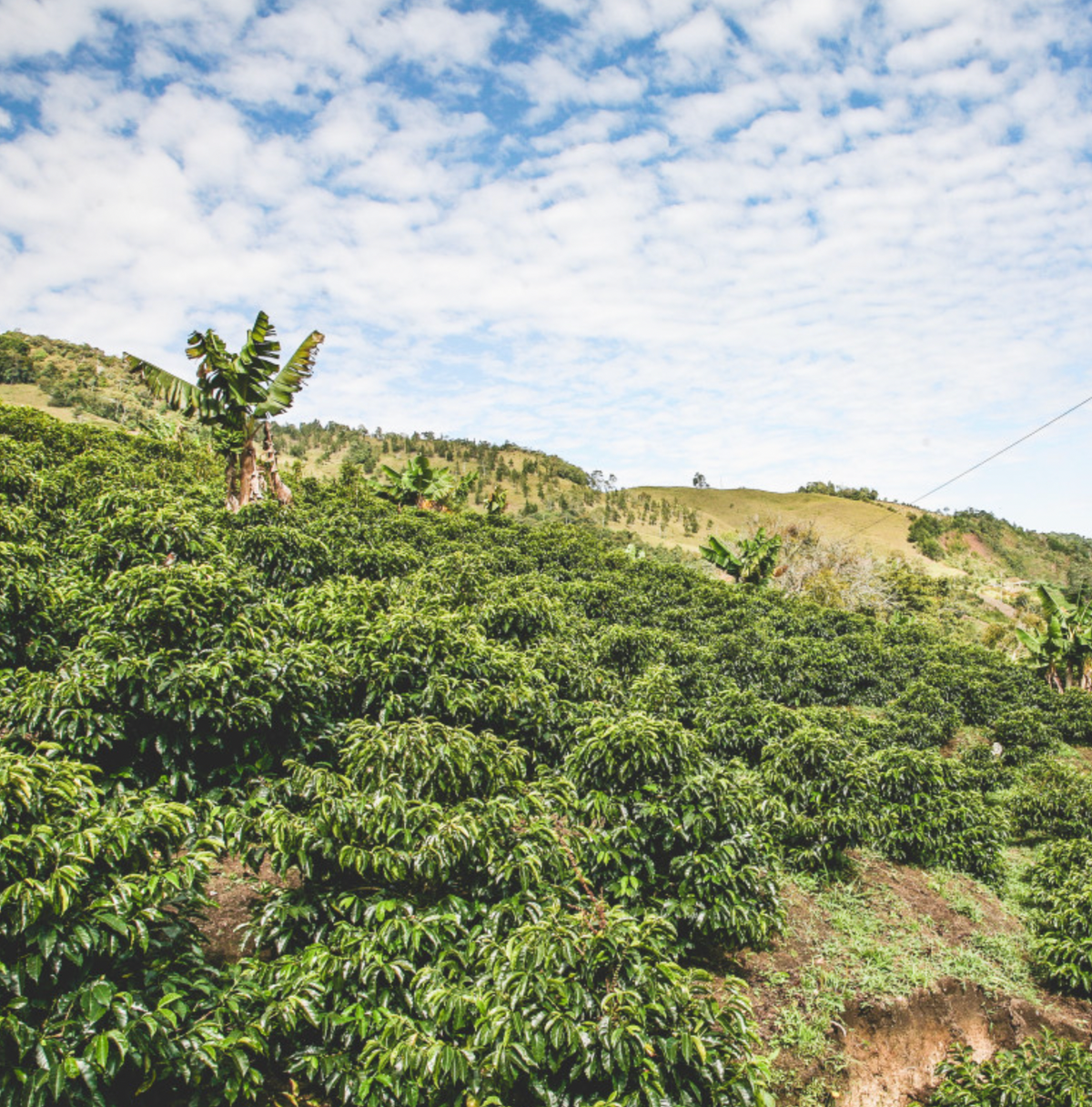 Colombian coffee farm.