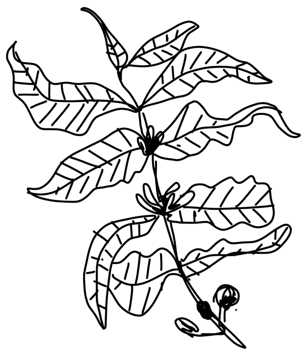 drawing of a coffee plant with seeds and cherries