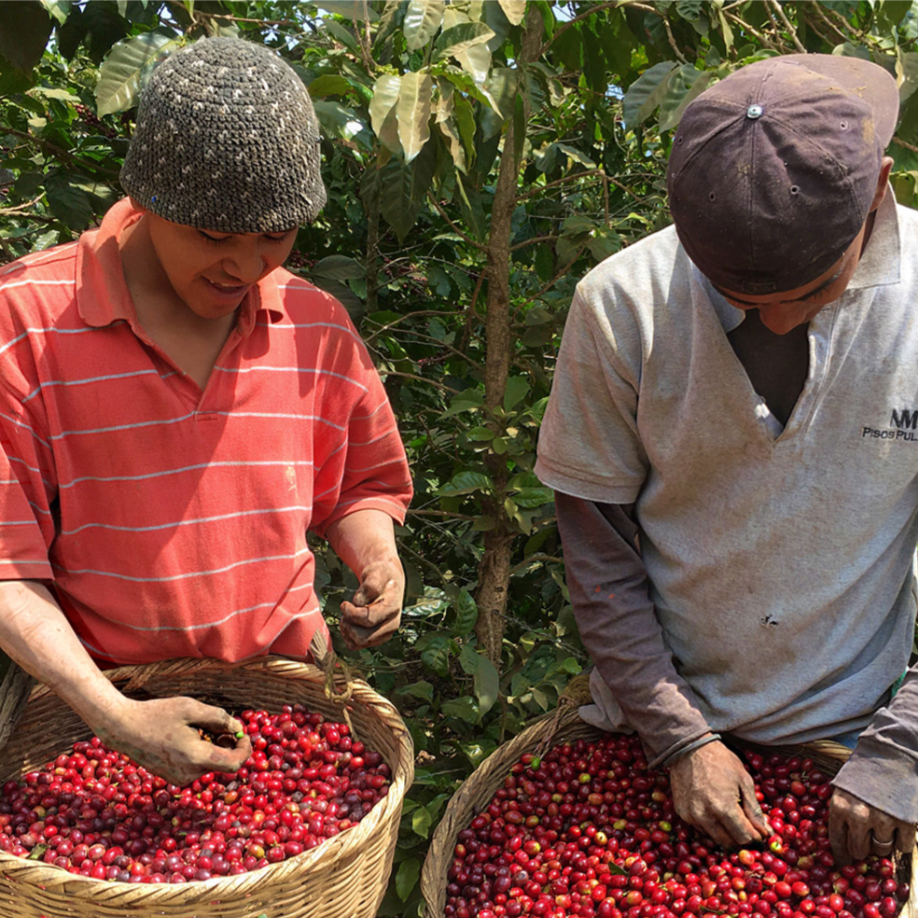 Sorting coffee beans in El Salvador