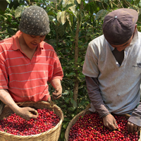 Sorting coffee beans in El Salvador