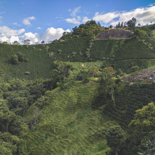 coffee mountain colombia