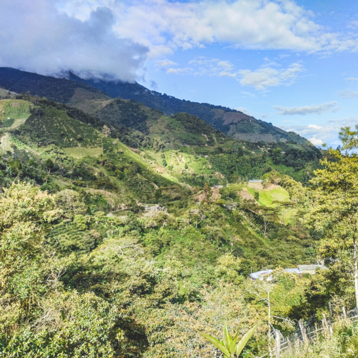 coffee colombia