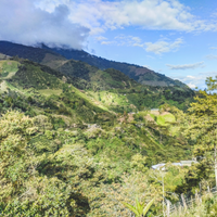 coffee colombia