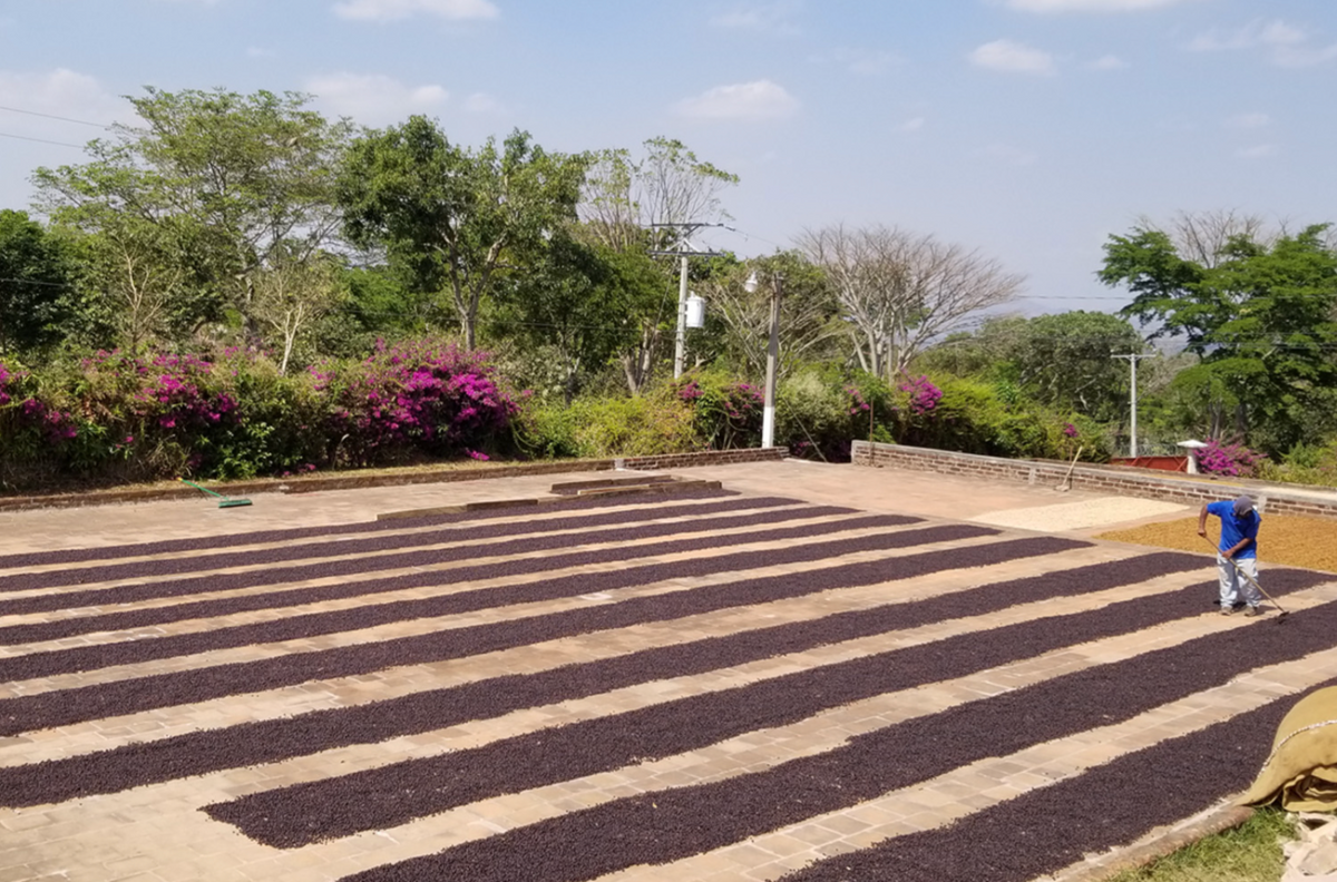 naturally processed drying el salvador