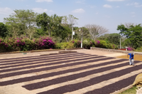 naturally processed drying el salvador