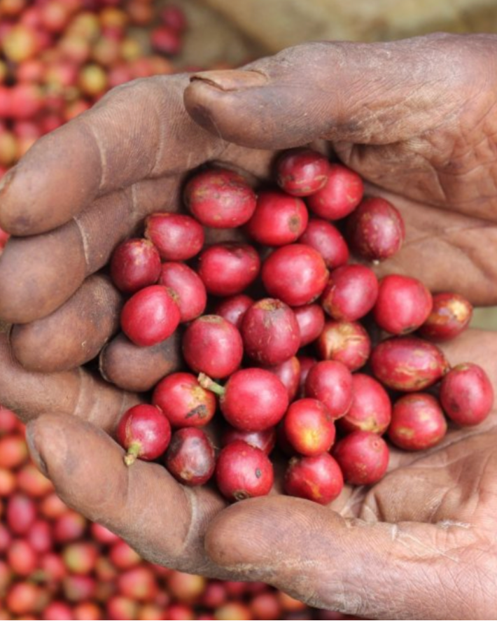 Hands holding red coffee beans with a background of more coffee beans