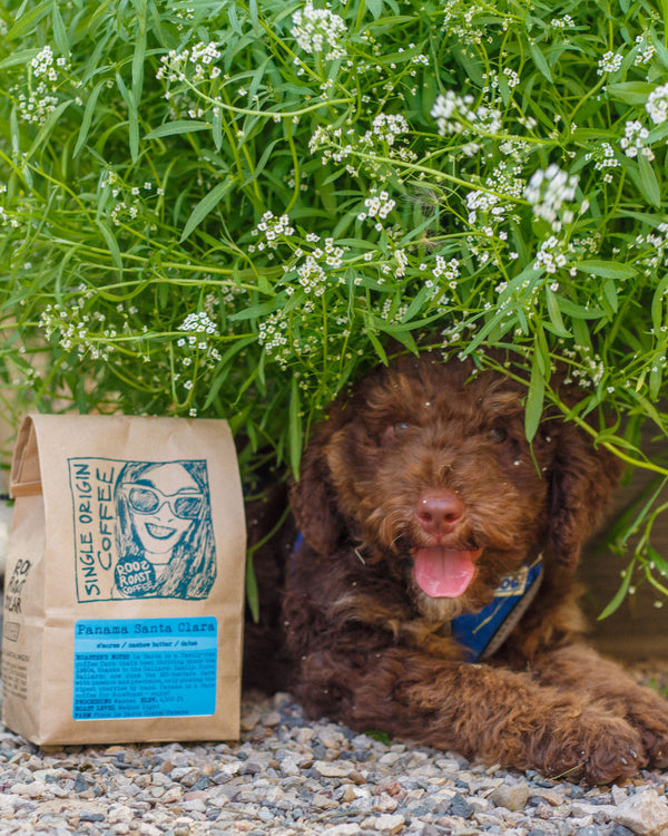 single origin coffee with a puppy